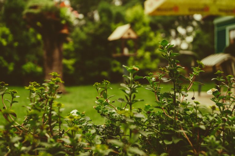 a garden with trees and a house