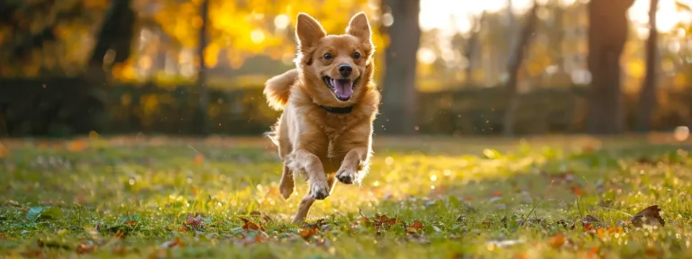 a dog running happily in a park with a fitness tracker attached to its collar.