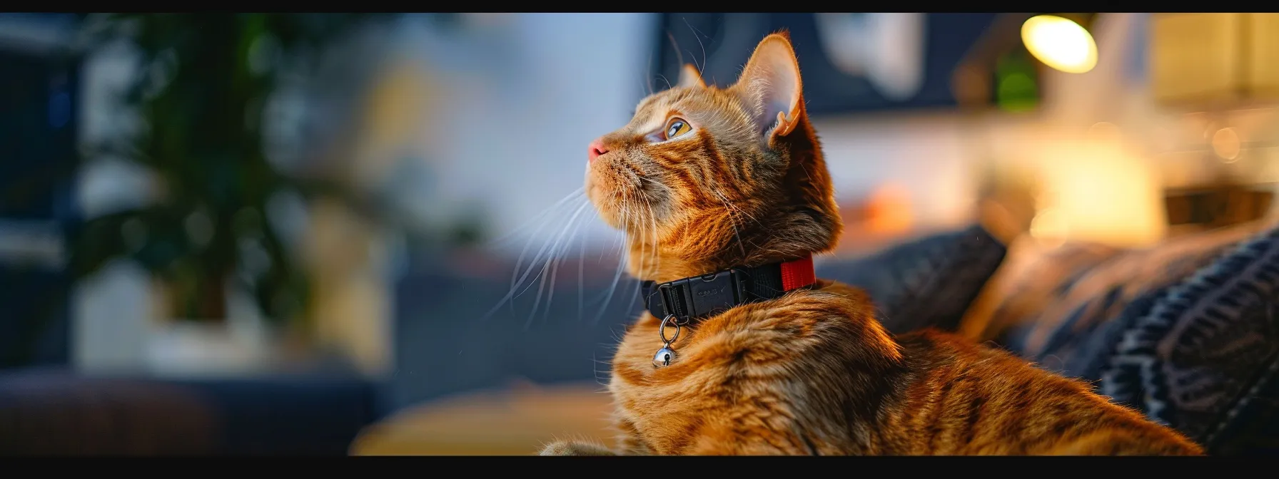 cat owners observing their pets with gps collars, discussing their effectiveness and sharing heartwarming stories.