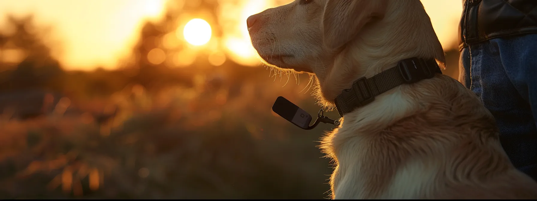 attaching a gps tracker to a pet's collar.