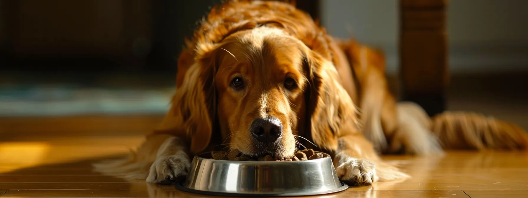 a dog eagerly waiting by its food bowl at its usual feeding time.