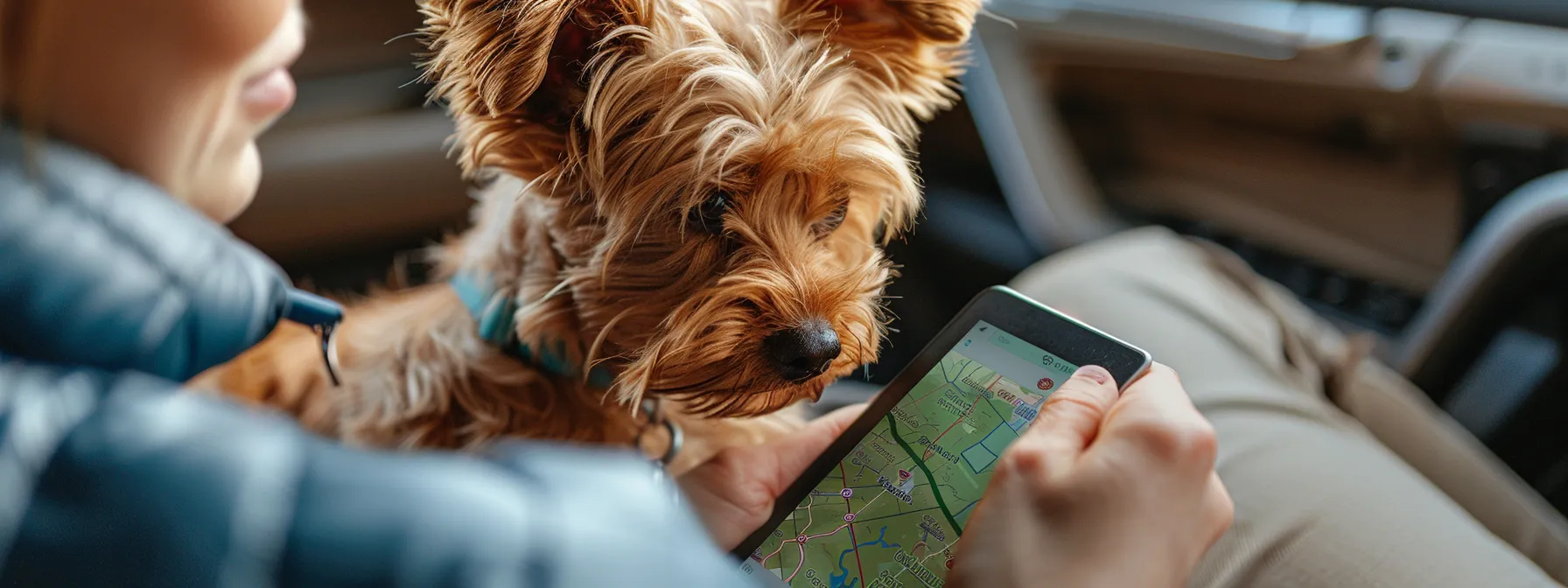 an owner checking a map on the gps tracker showing their pet's location history.