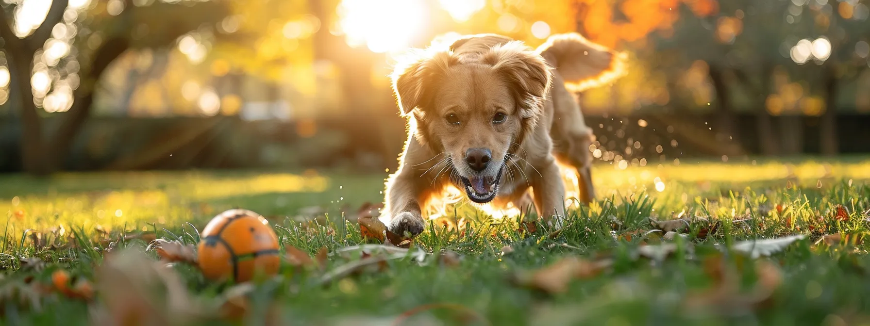 a dog eagerly rolls a puzzle treat ball across the grass, trying to find the hidden treats inside.