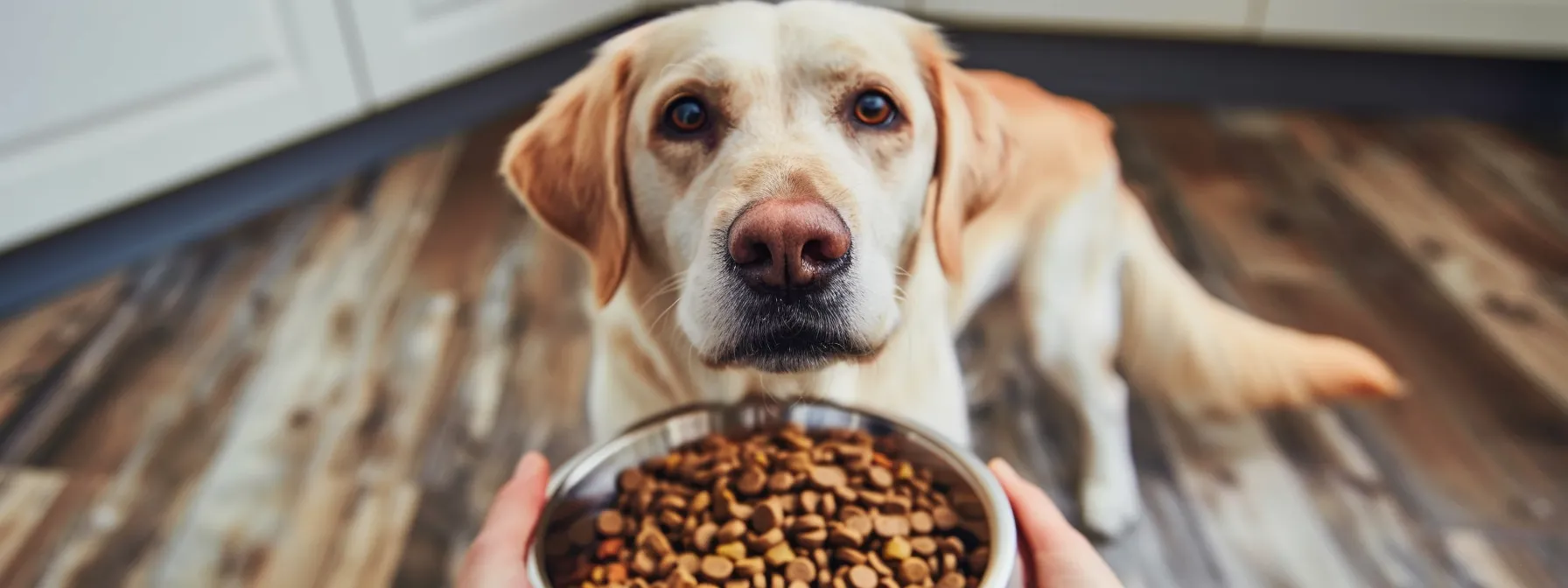 a dog with a full bowl of food, looking up eagerly as its owner decides how often to feed it.